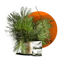 Табак для кальяна Peter Ralf Midnight Forest Ёлка 50 гр