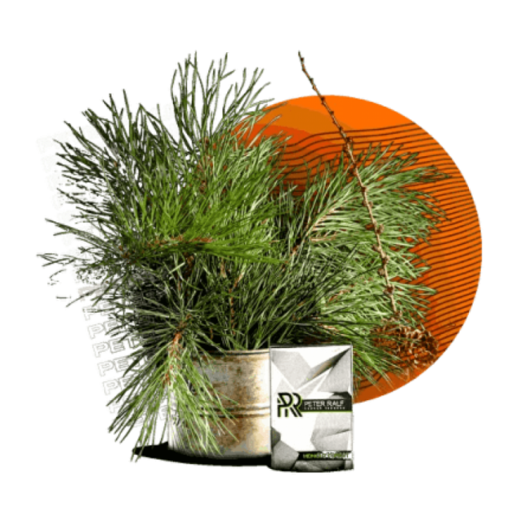 Табак для кальяна Peter Ralf Midnight Forest Ёлка 50 гр